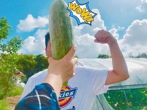 网红吃瓜独家爆料,揭秘娱乐圈惊人内幕