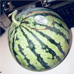 超帅网红吃瓜,揭秘娱乐圈幕后真相！