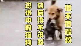 当当网吃瓜大戏