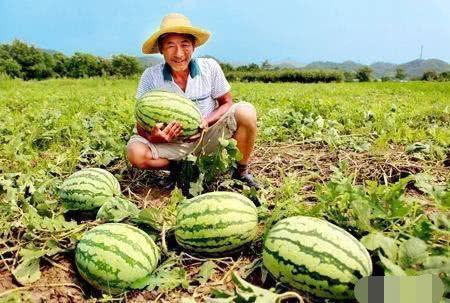 瓜农今日吃瓜网,揭秘瓜农生活，共享田园乐趣